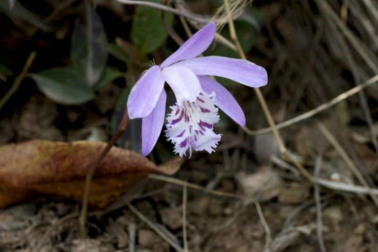 山慈菇云南独蒜兰植株图