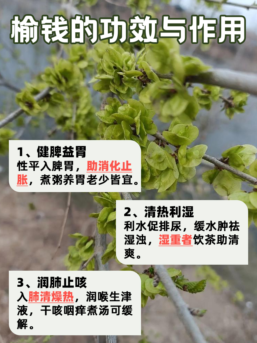 别再当野菜！榆钱的功效与作用你了解多少