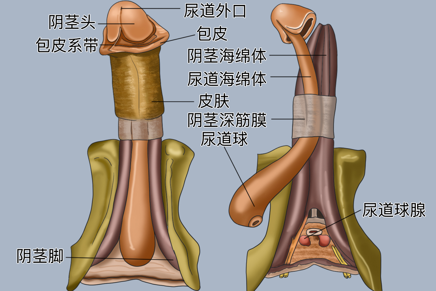 正常龟头图