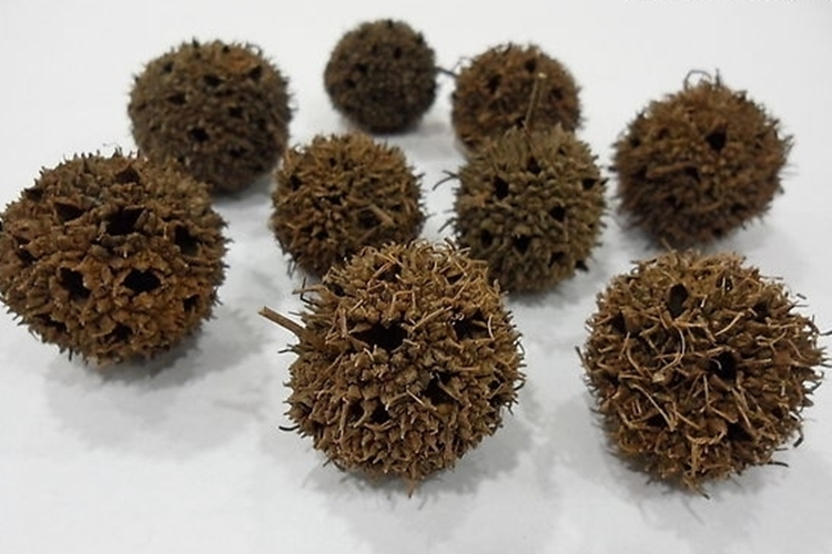 路路通药材图 路路通药材图