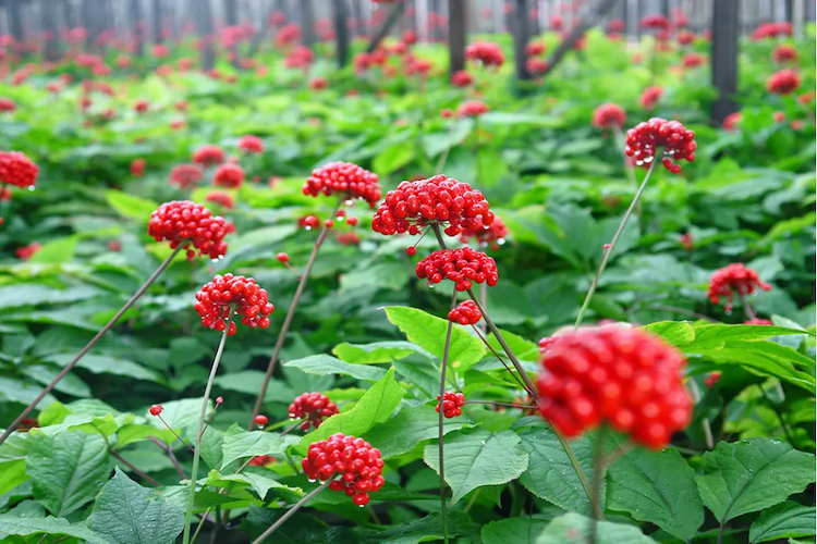 西洋参植株图 西洋参植株图