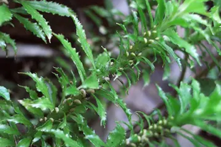 野生金不换草药图片 野生金不换草药图片
