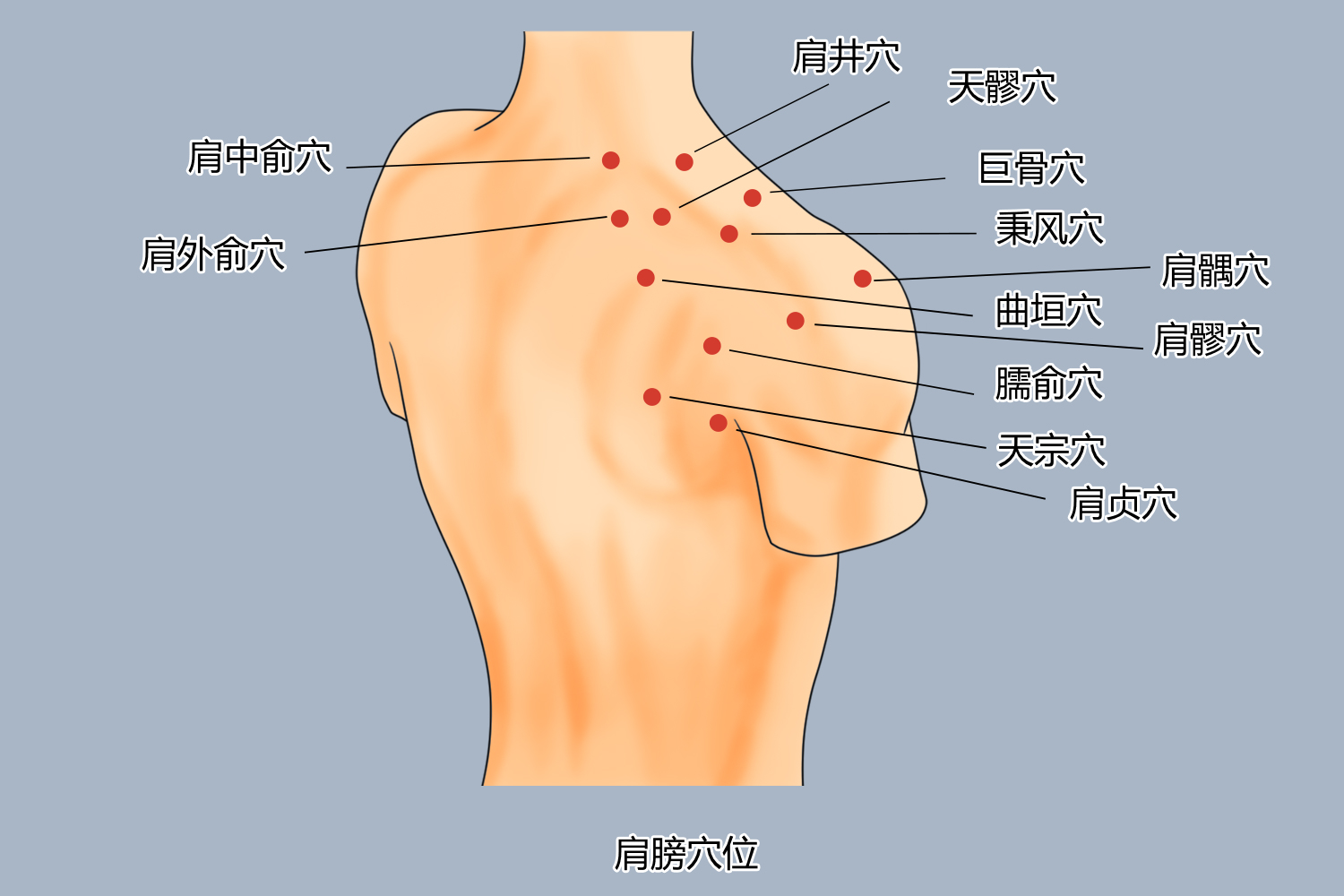 手绘肩膀上的穴位图