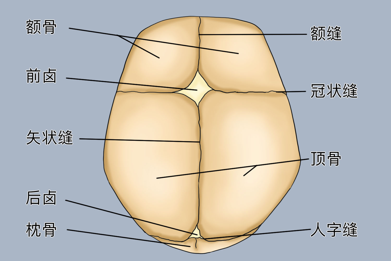 婴儿后脑勺人字缝图 婴儿后脑勺人字缝图