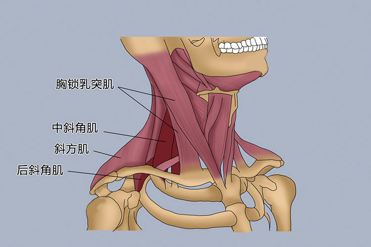 胸锁乳突肌位置图