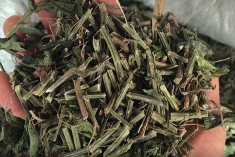 跌打草药材图
