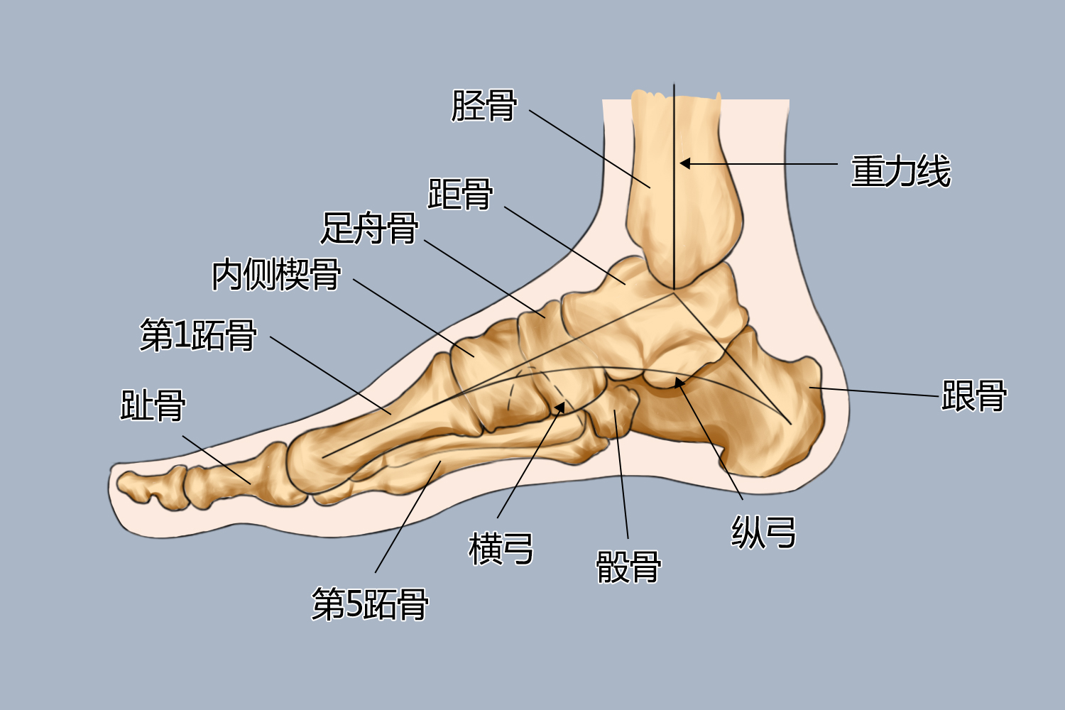 脚后跟位置图 脚后跟位置图
