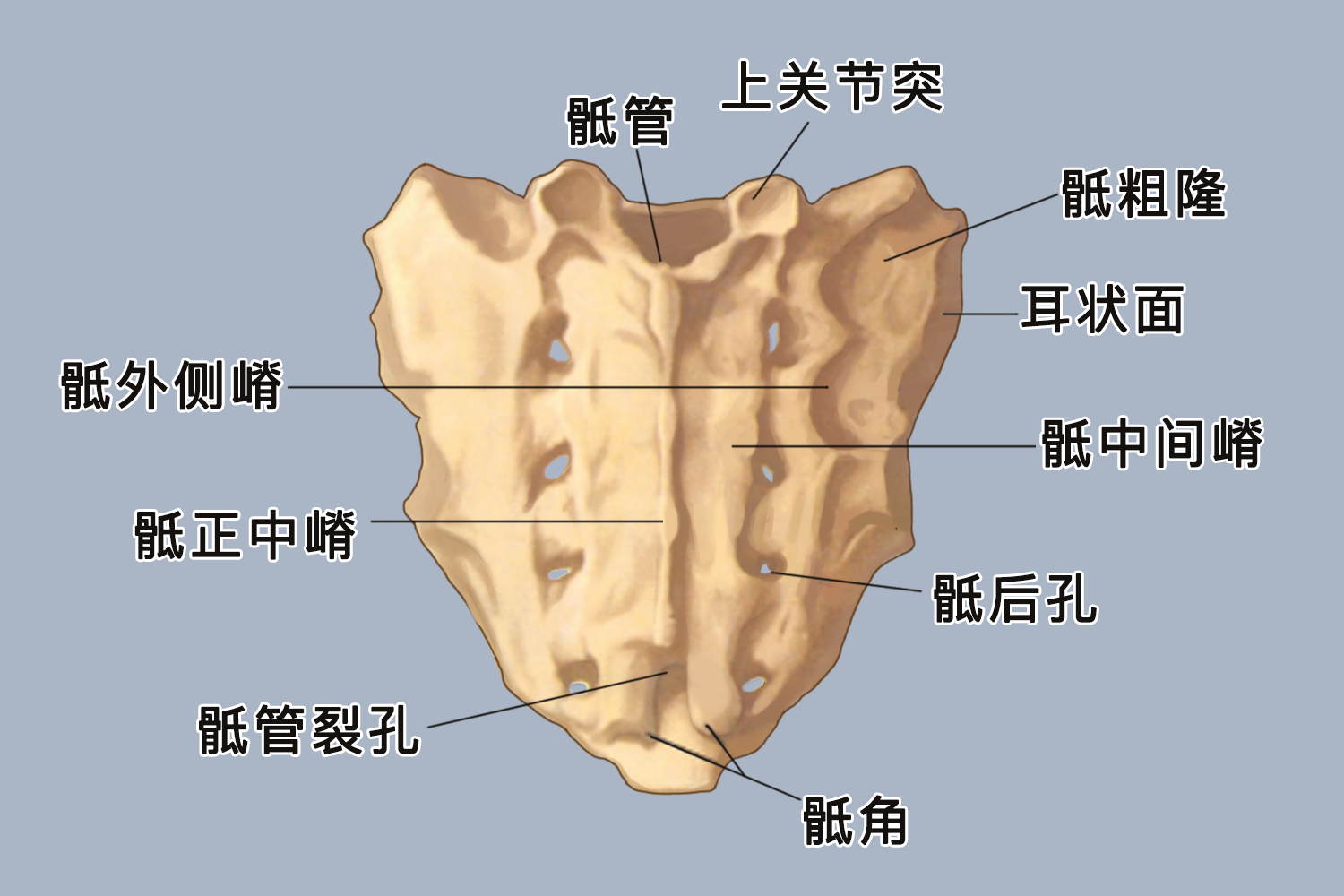 骶骨呈倒三角形的形态图