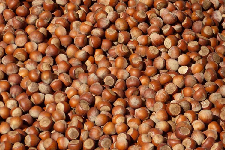 黄褐色的榛子图