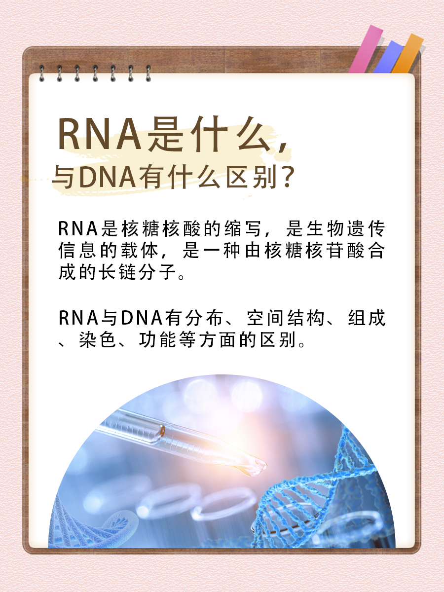 RNA是什么，与DNA有什么区别？