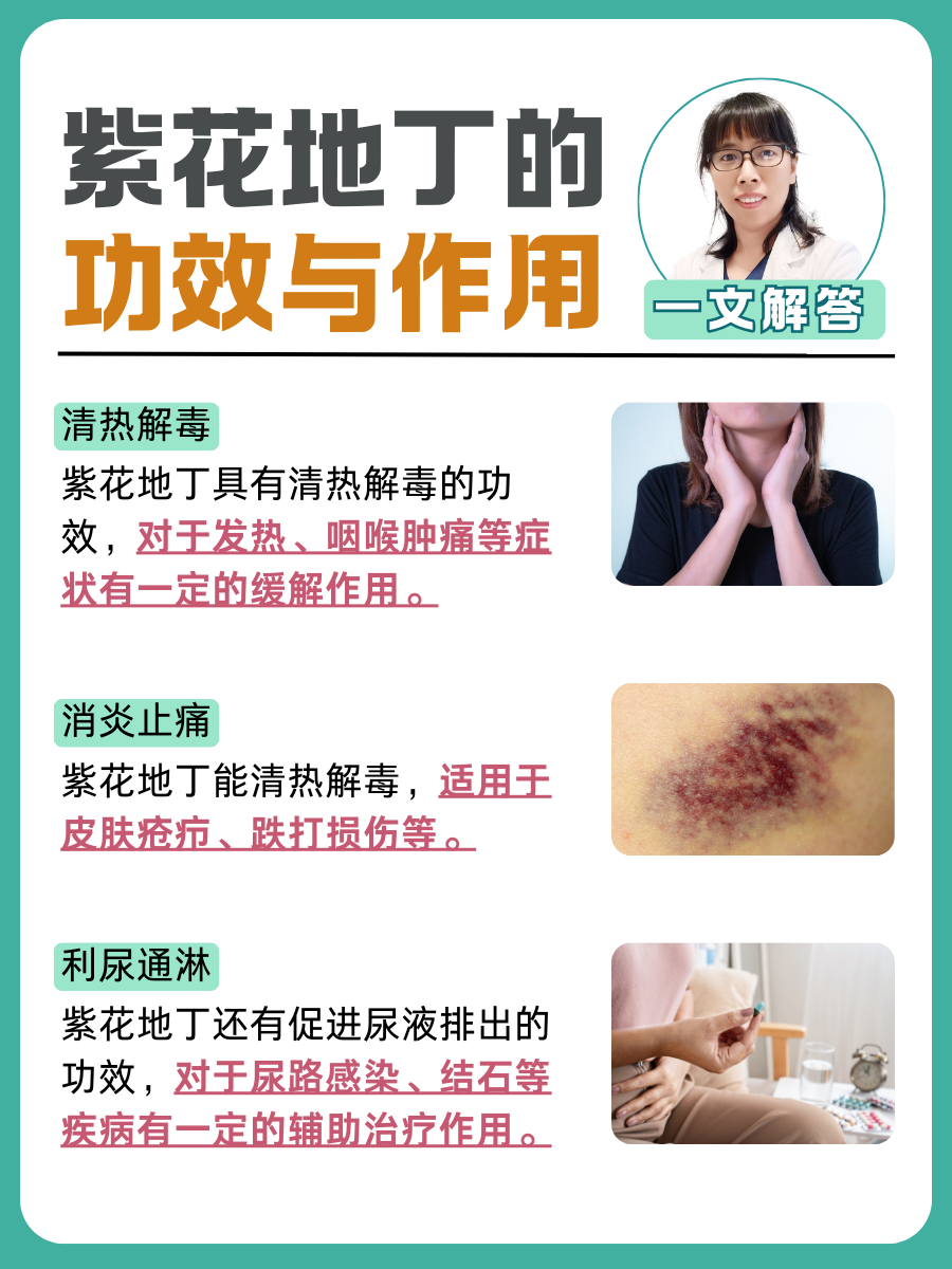 医生解答:紫花地丁的功效与作用