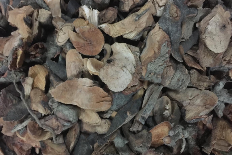 盐酸鸡草根、叶药材性状图 盐酸鸡草根、叶药材性状图