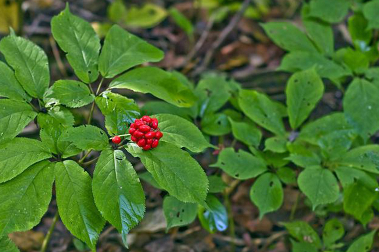 西洋参原植株外观图 西洋参原植株外观图