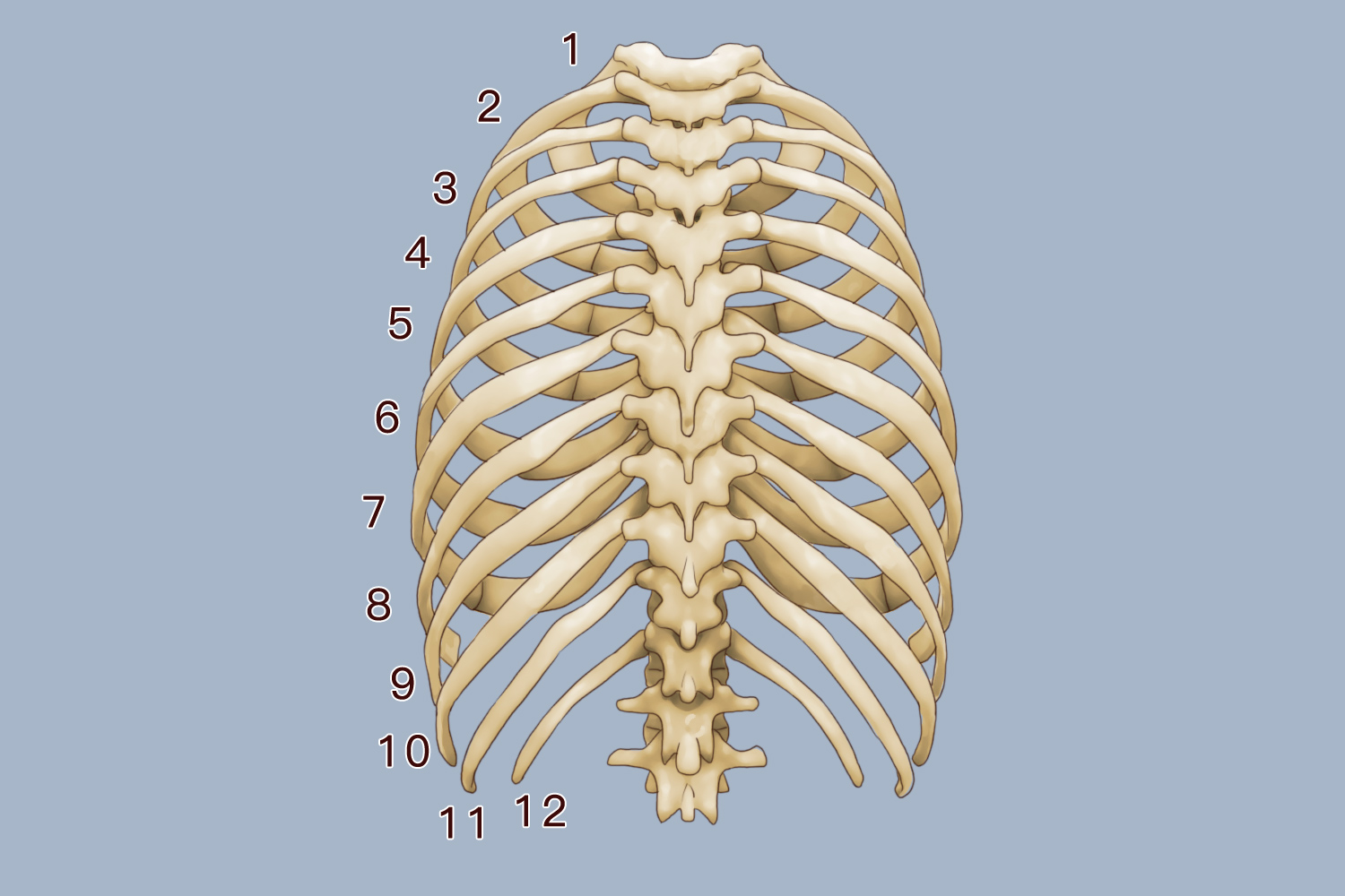 后背肋骨图常见疾病由于12对肋骨体的后端均与脊柱连接