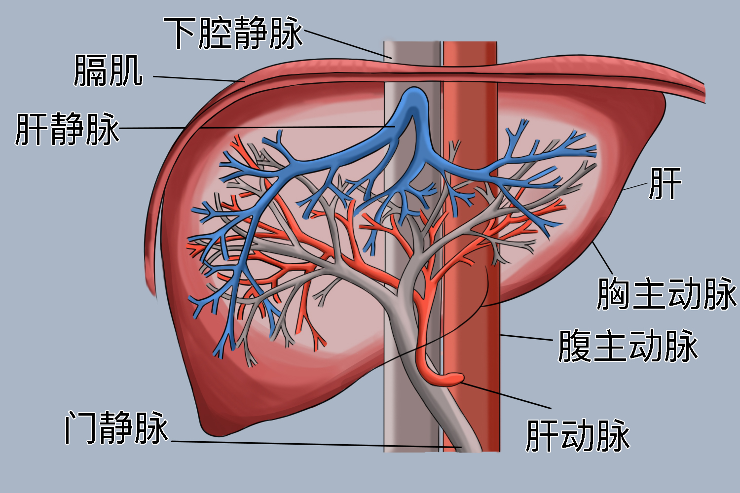 肝脏血管结构示意图