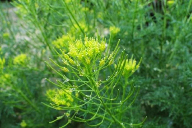 麦蒿植株图 麦蒿植株图