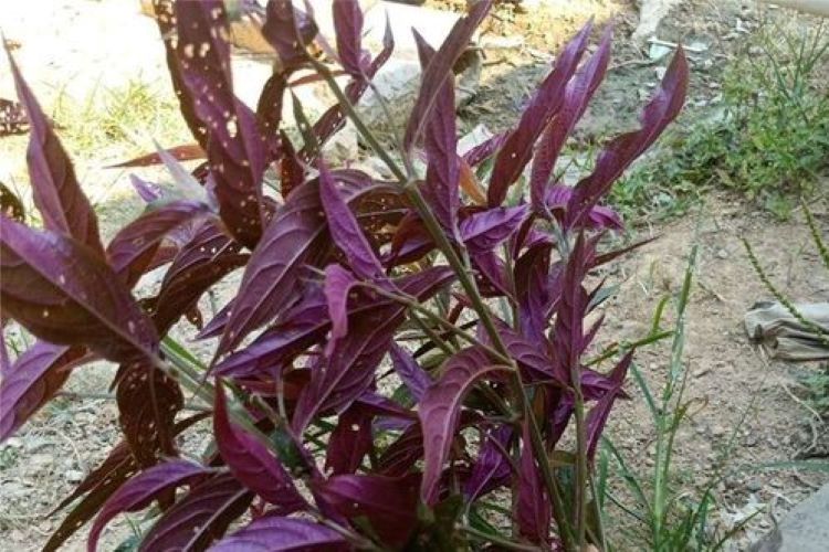 红牛克膝植株图