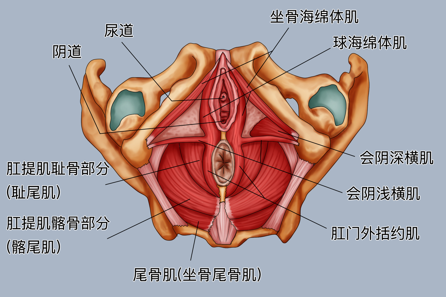 盆底肌图