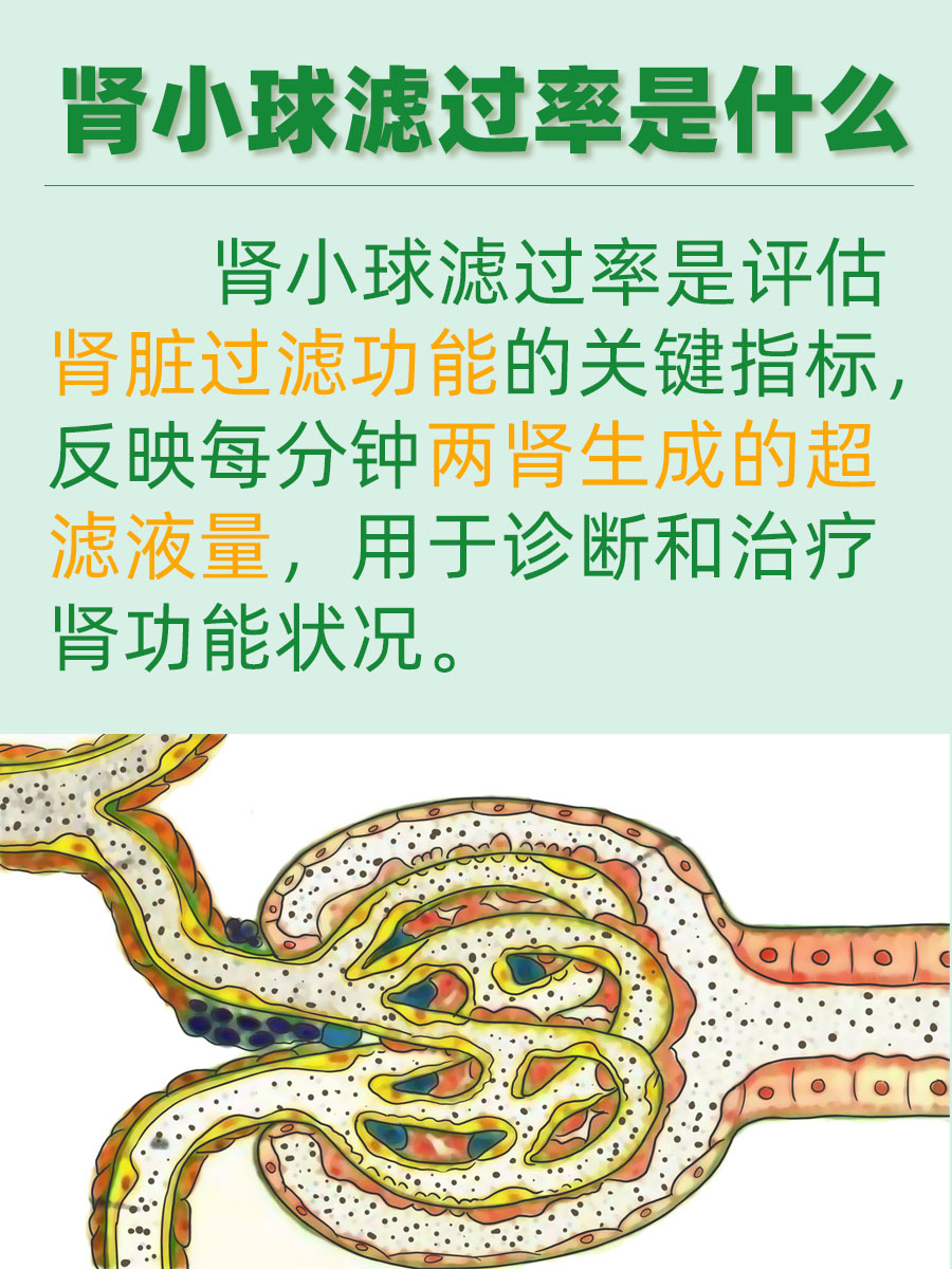 衡量肾脏功能的黄金指标：肾小球滤过率