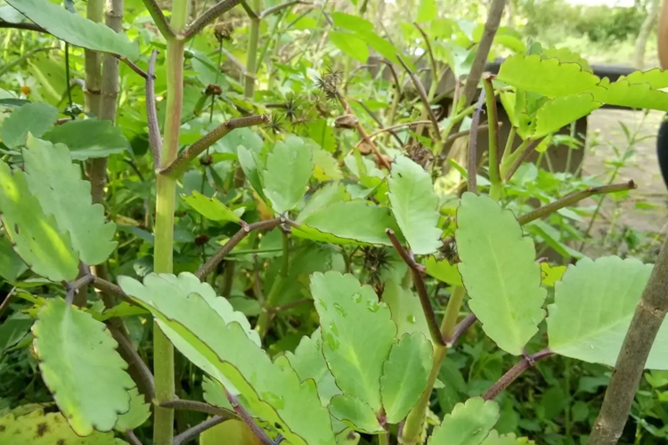 伤药草药植株图