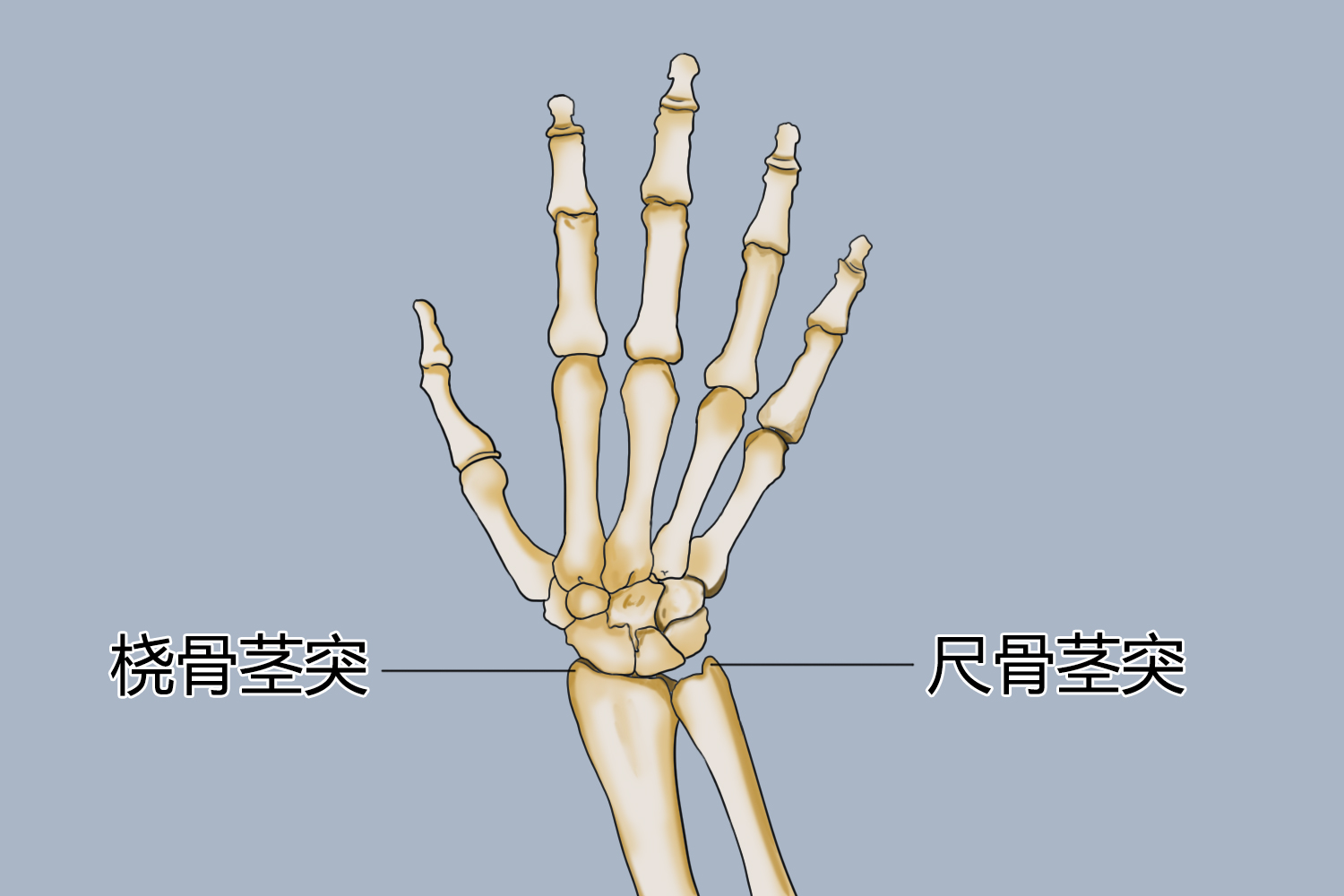 尺骨桡骨解剖图茎突图片