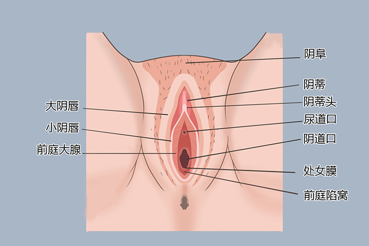 阴部结构图