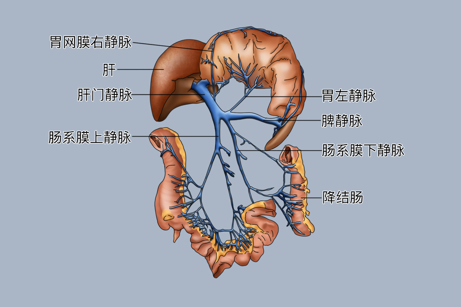 门静脉及其侧支循环图
