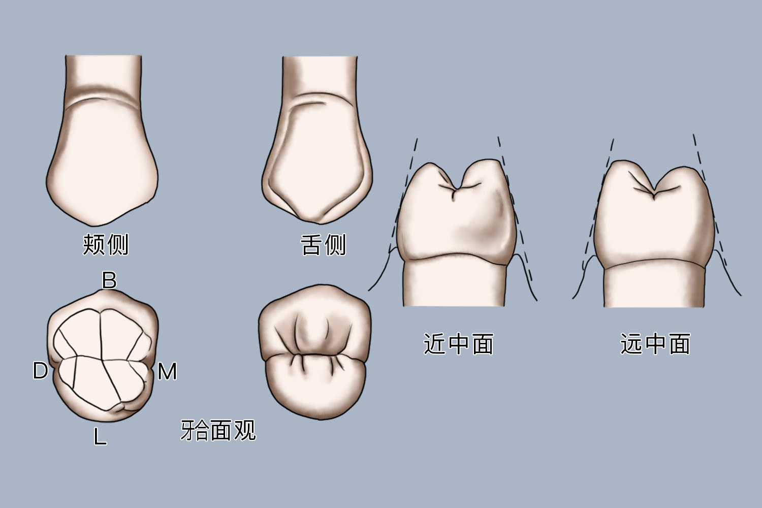 上颌第二磨牙结构示意图