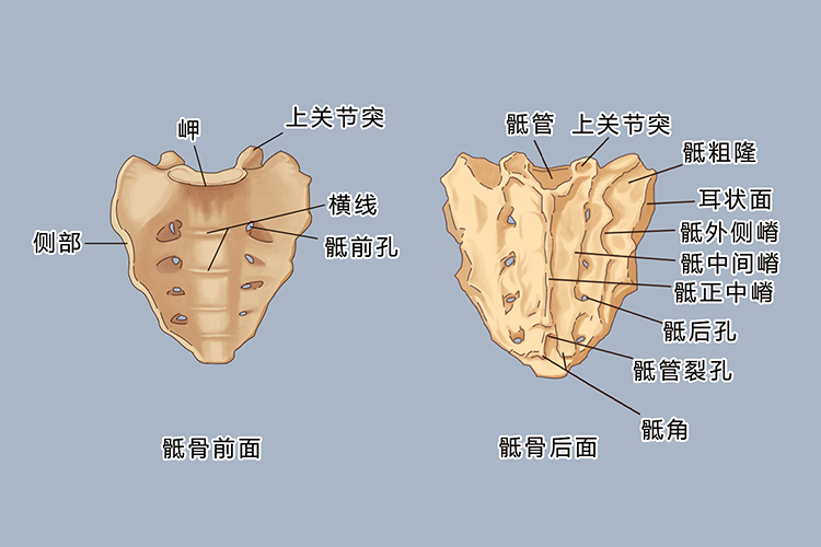 正常骶椎结构图