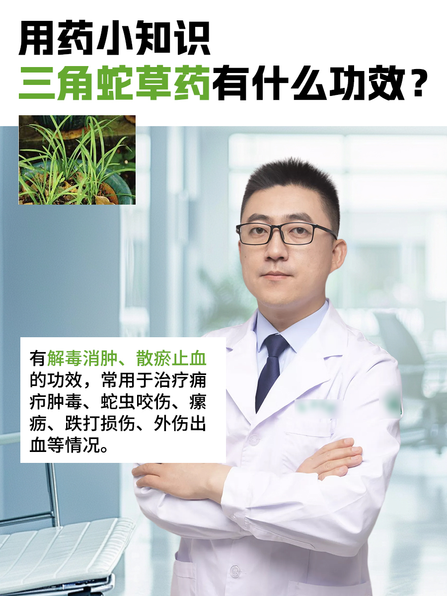 用药小知识：三角蛇草药有什么功效？