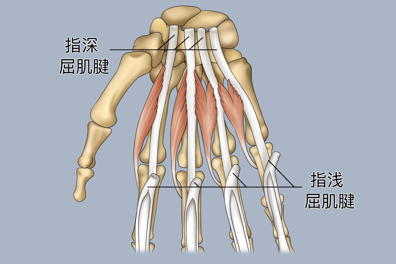 手指结构图 肌腱图片