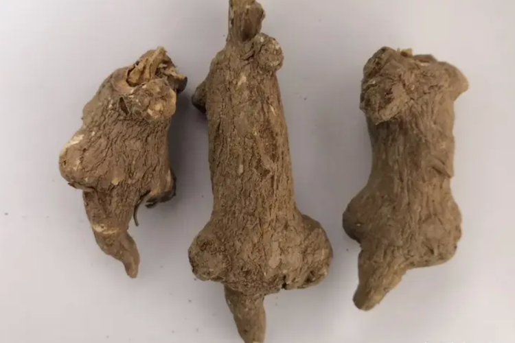 白术药材图