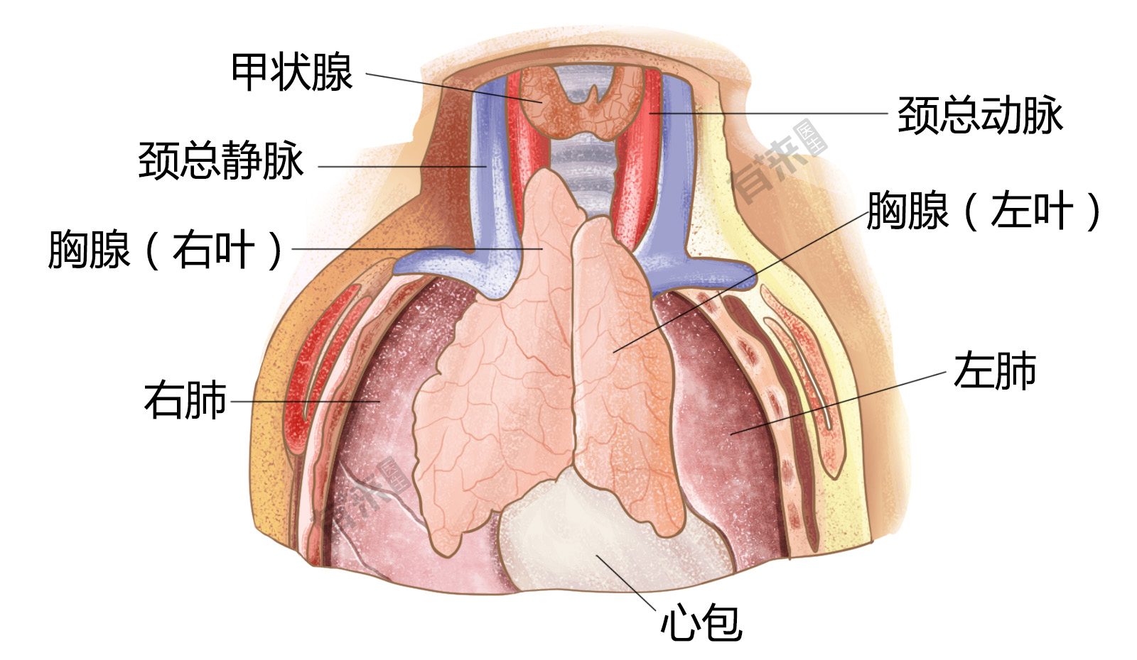 胸腺示意图图片