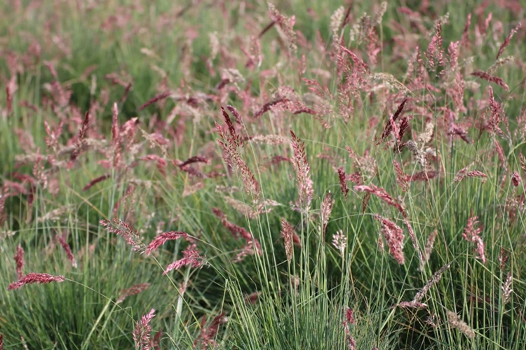 野生红毛草植株图