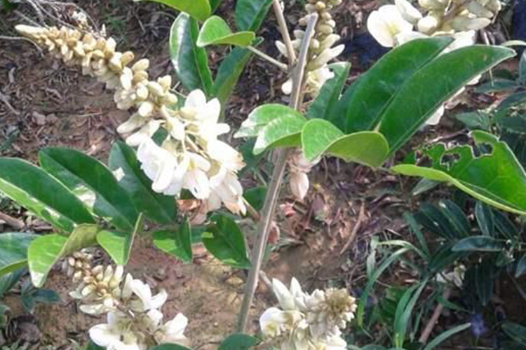 牛大力植株形态图 牛大力植株形态图