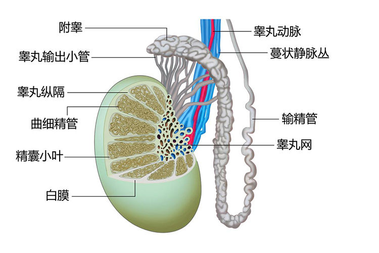 睾丸内部结构图