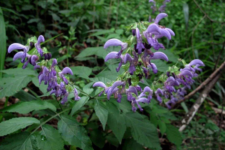 七里麻草药植株图