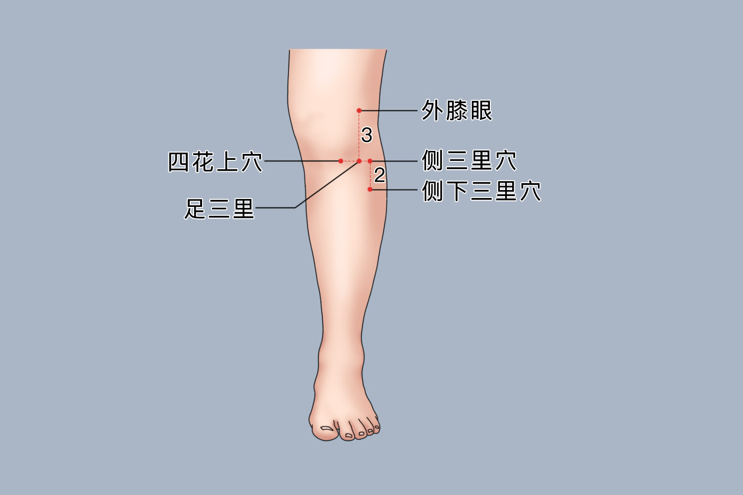 侧三里和侧下三里位置图