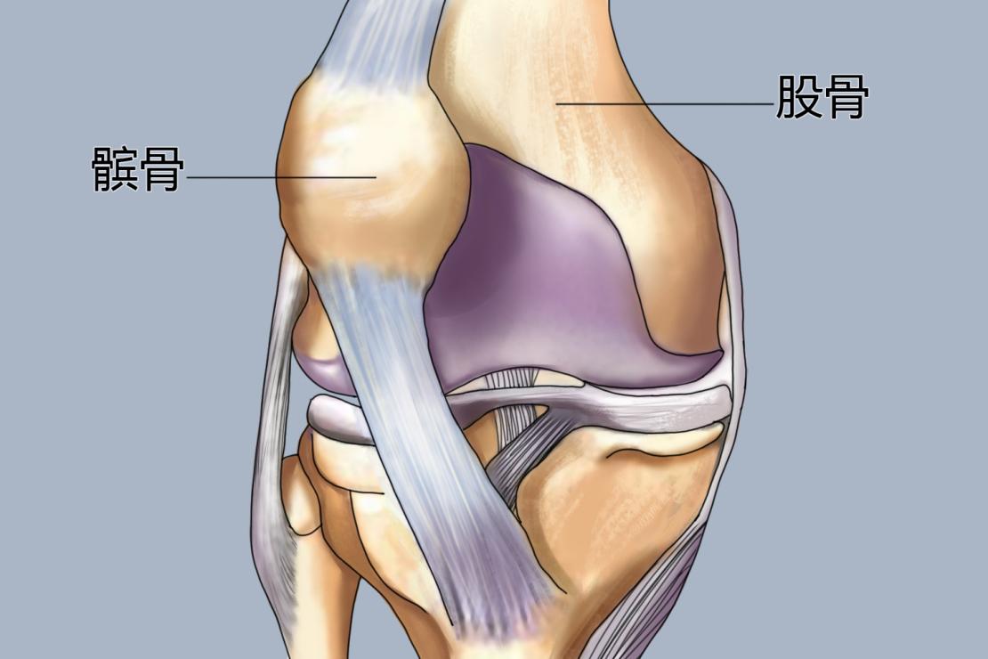 髌骨与股骨位置图