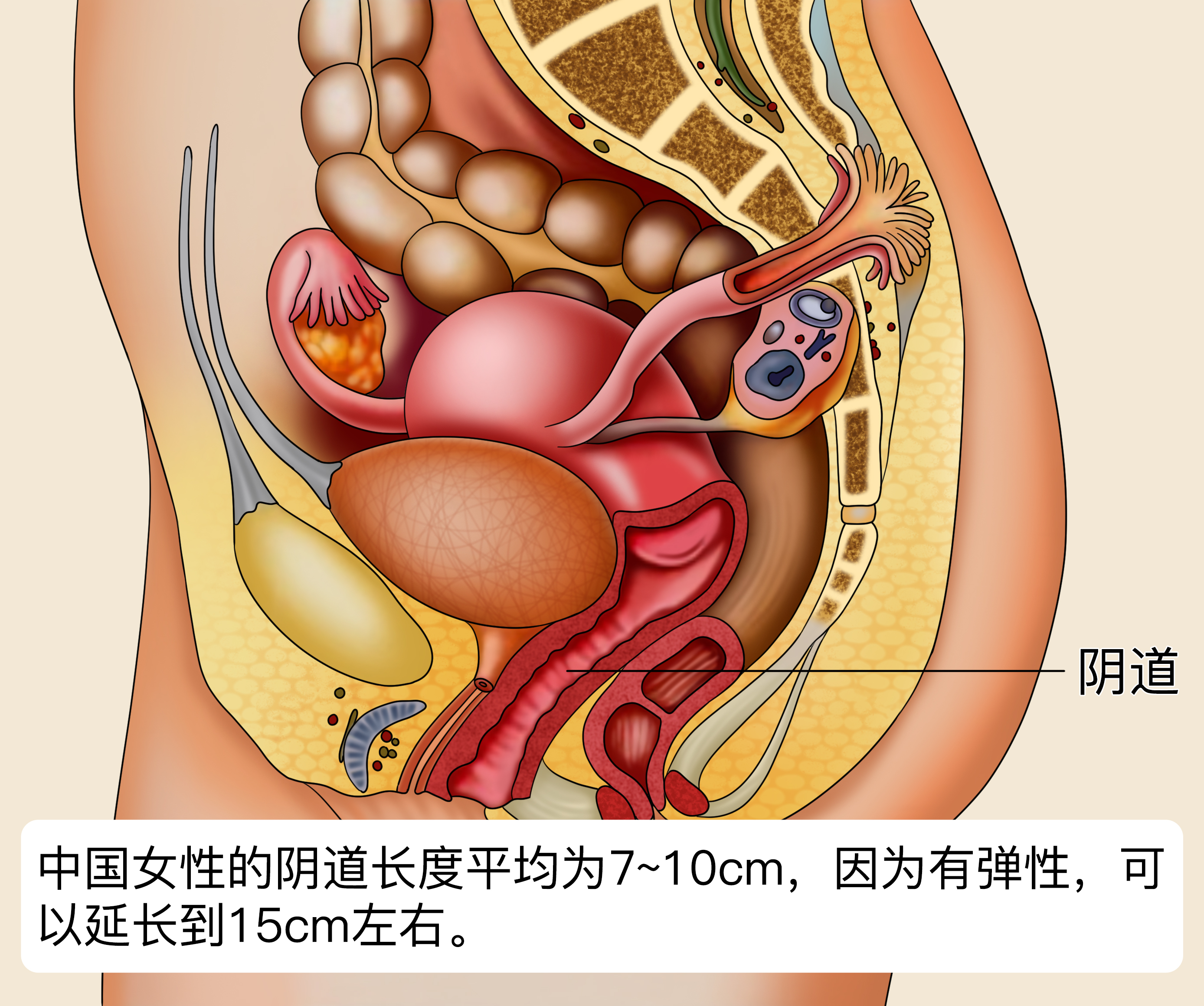 中国女性阴道长度.jpg