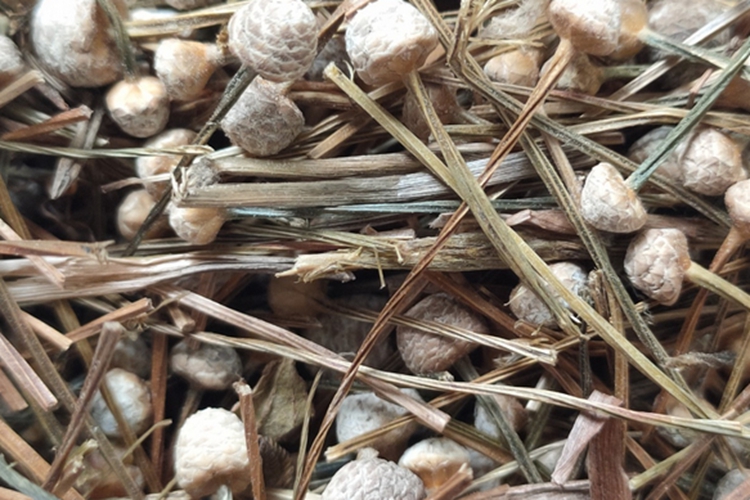 中药谷精草外观图 中药谷精草外观图