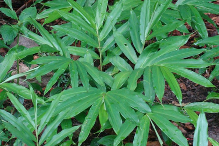 香砂植株图