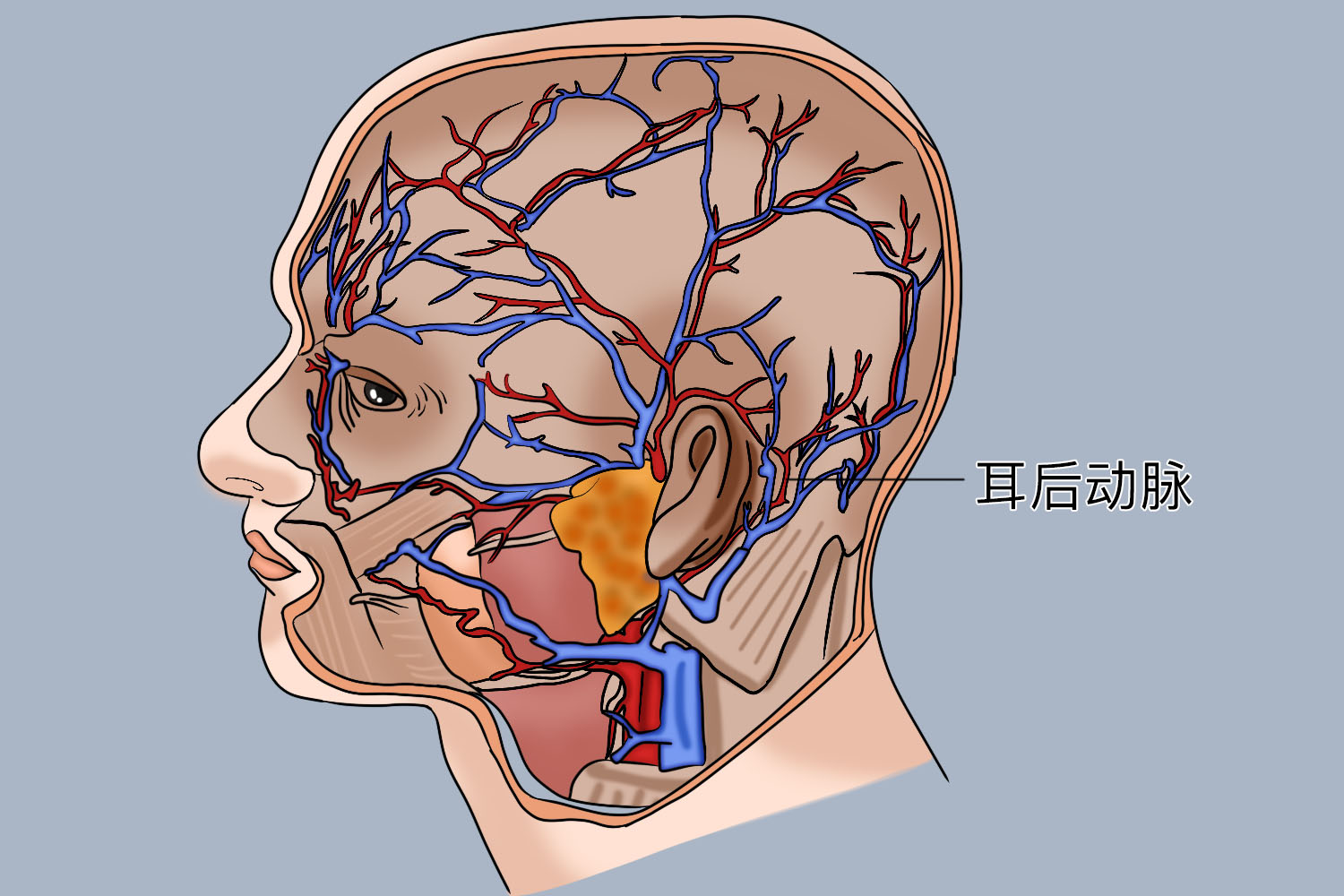 耳后动脉位置图