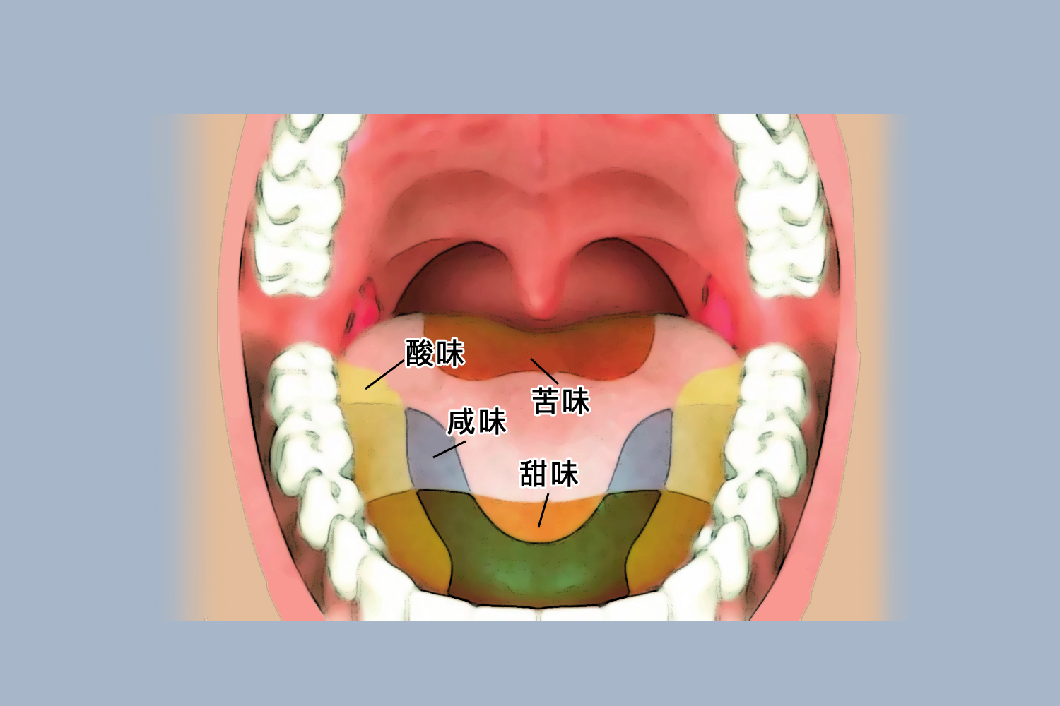 舌背舌腹图片