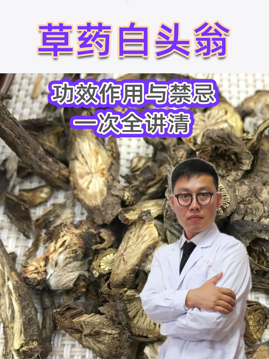 草药白头翁，功效作用与禁忌一次全讲清