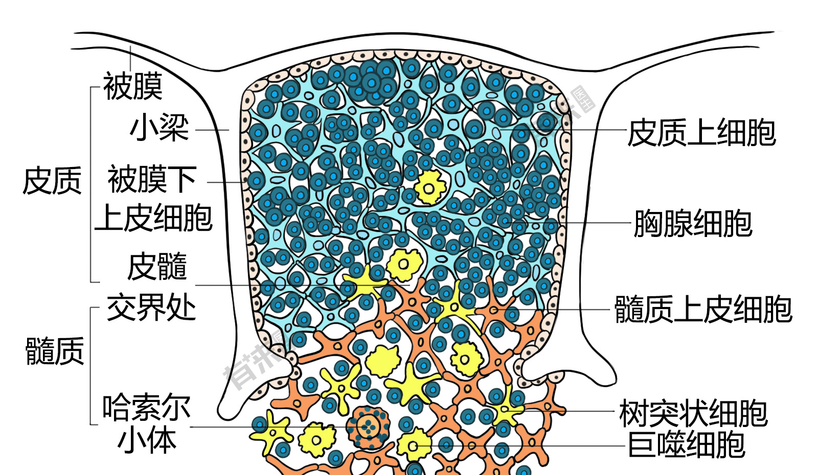 胸腺的光镜结构绘图图片