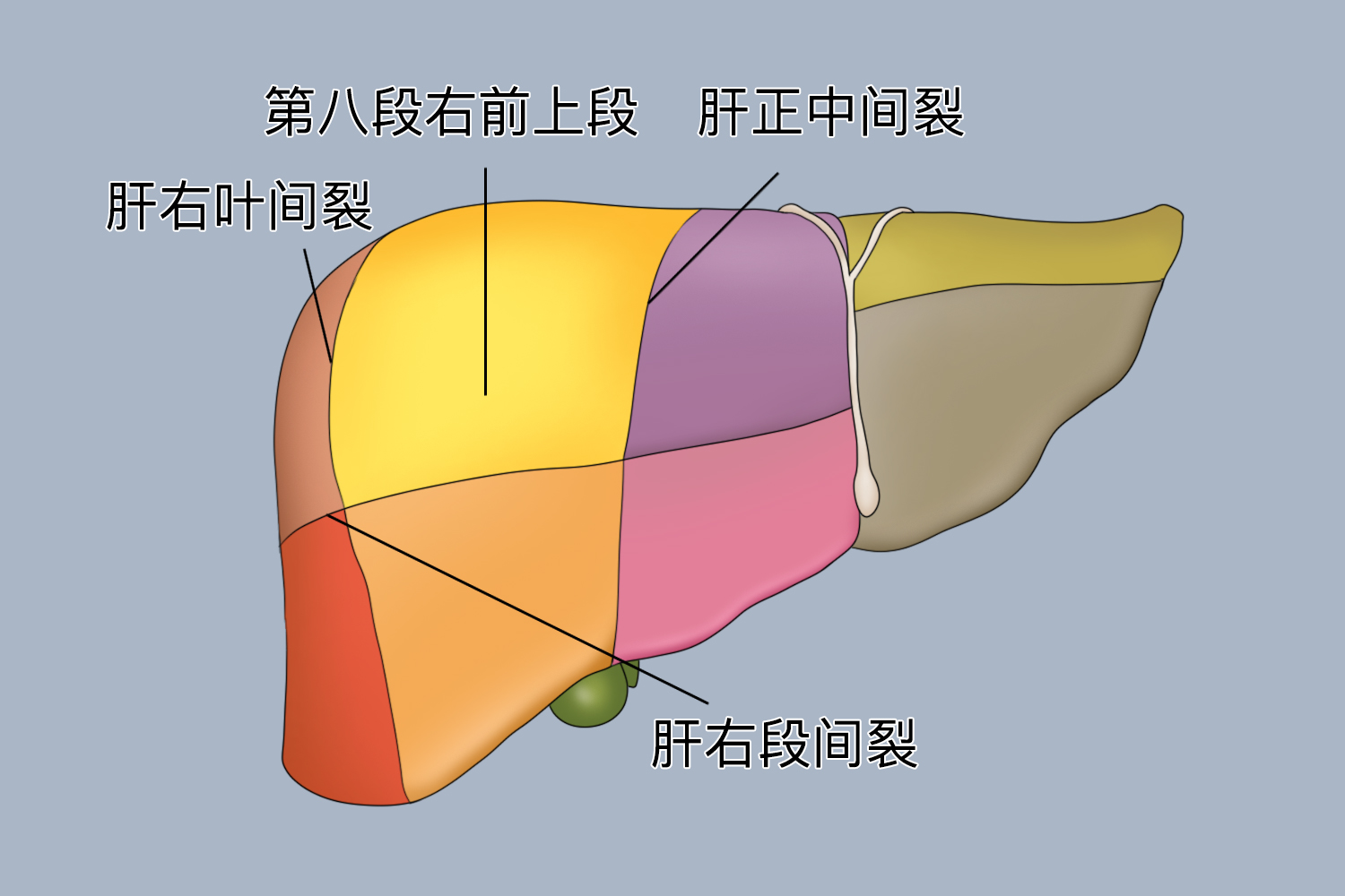 肝s8图片