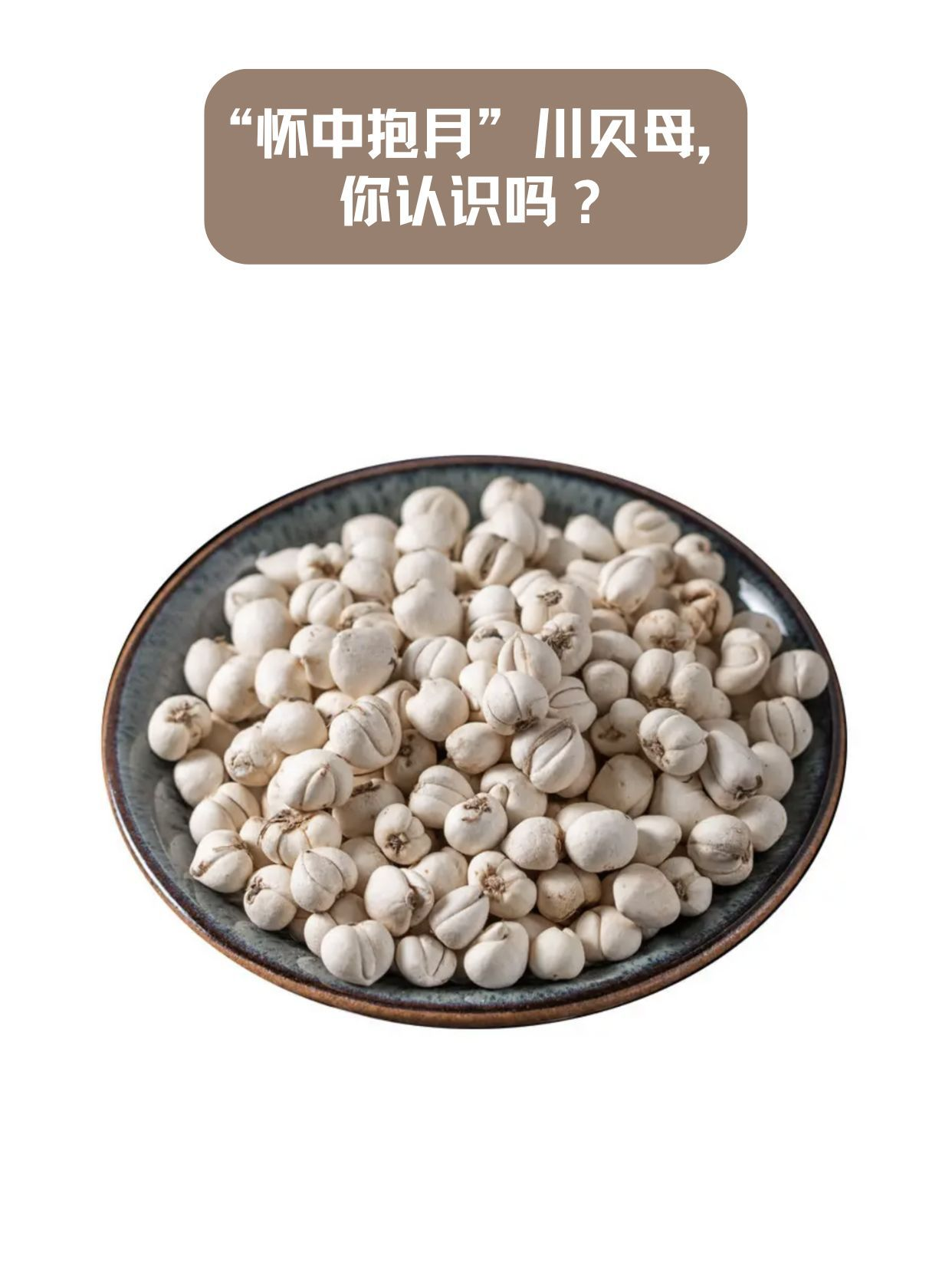 “怀中抱月”川贝母，你认识吗？