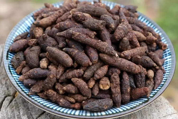 中草药雷公草图