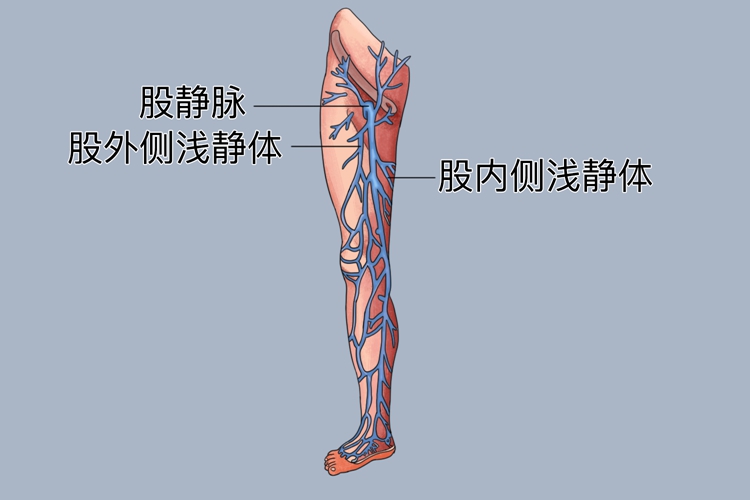 股静脉解剖示意图